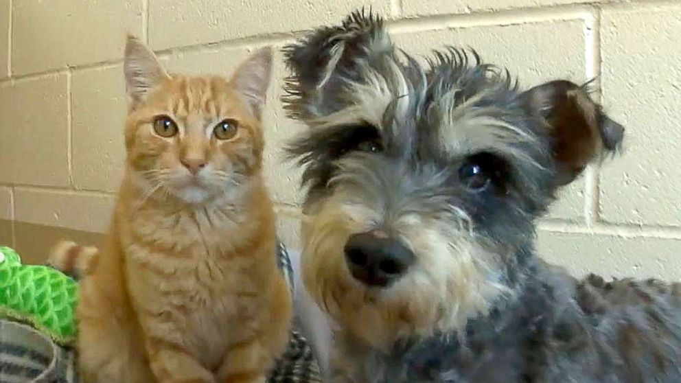 A cat and dog sitting together in a shelter room.
