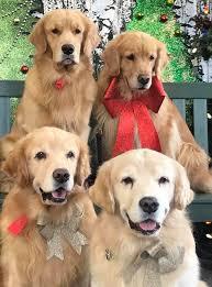 4 Golden Retriever dogs