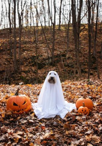 A dog is dressed up like a ghost, there is one pumpkin on each side of the dog. Fall woods background