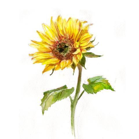 sunflower