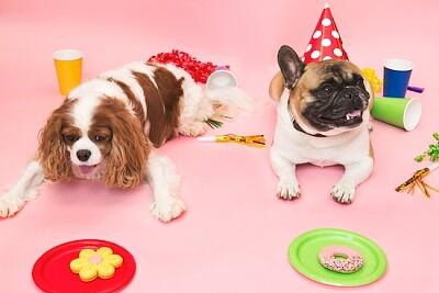 Two dogs with party hats sitting on the floor. There are small plates in front of them with treats on the plates. There is a pink background.