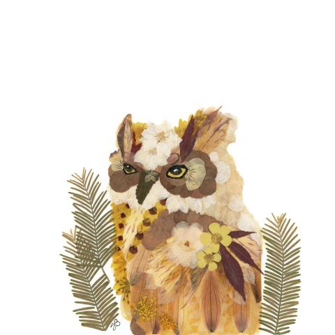 Owl
