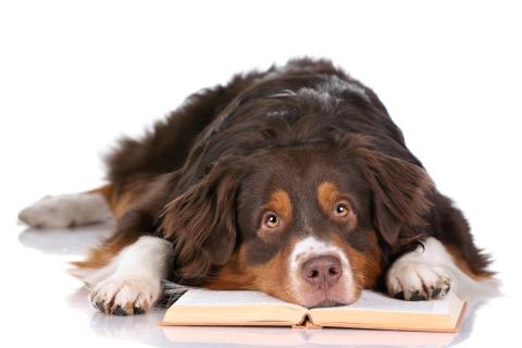 Photo of dog laying on book