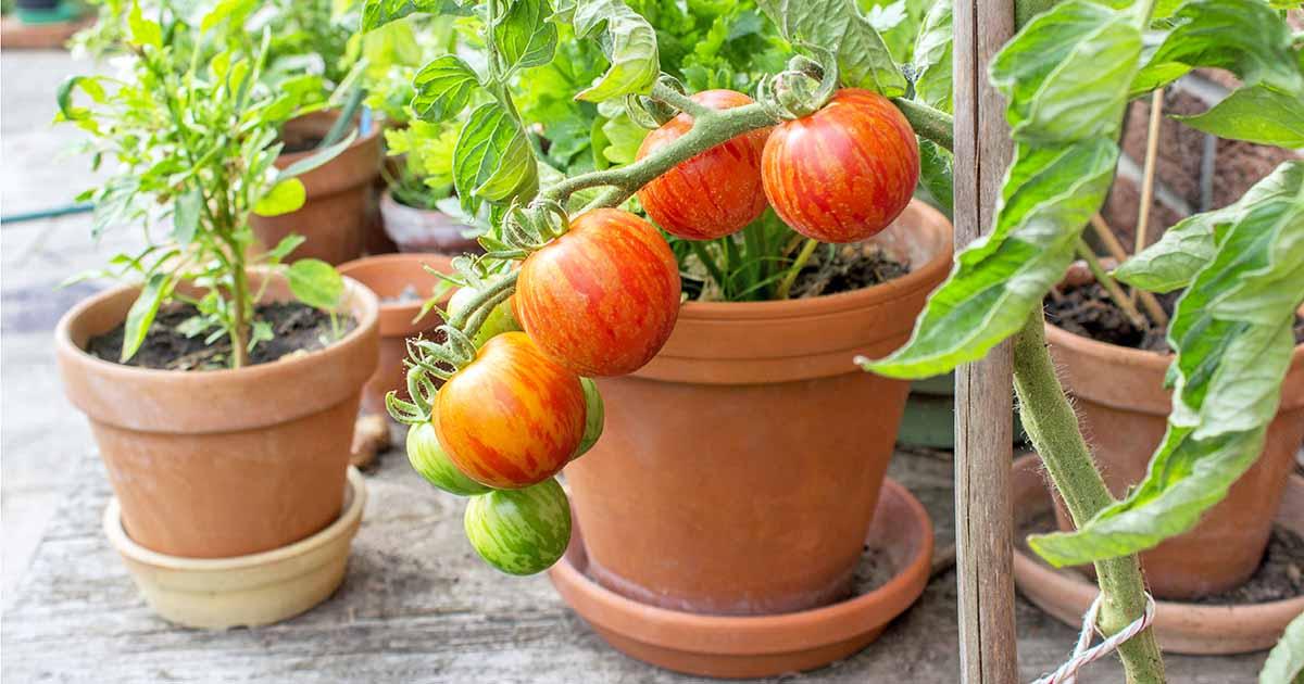 Picture of plants growing in pots.