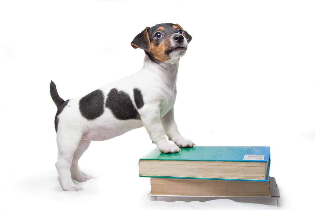 Dog leaning on a stack of books.