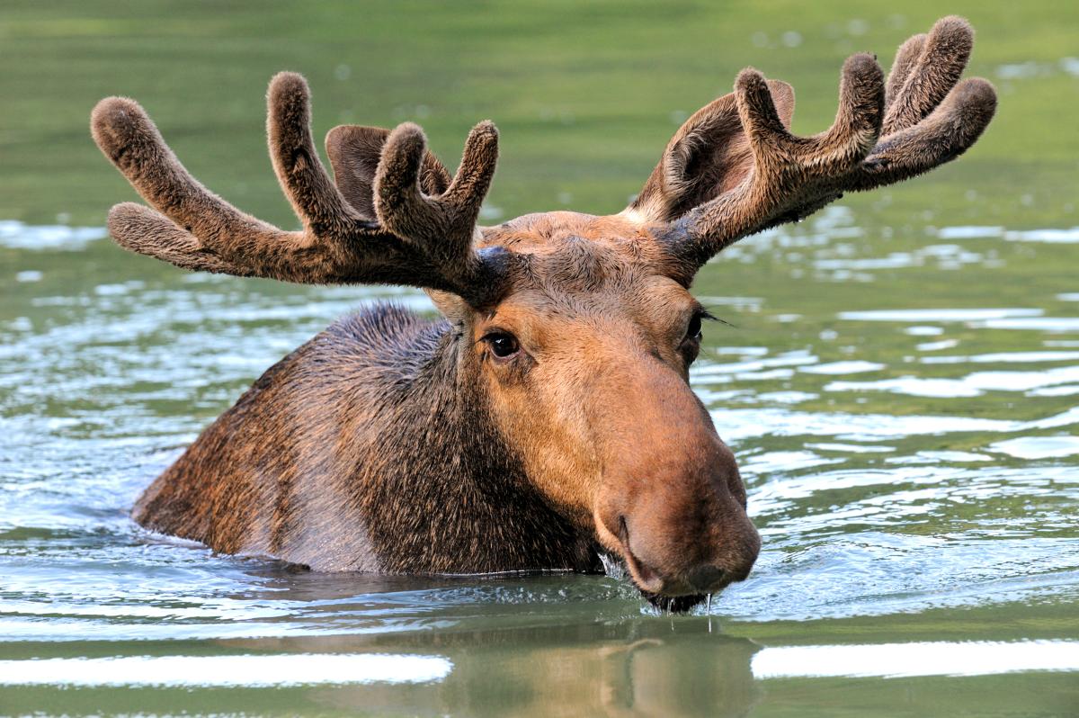 Elk swimming