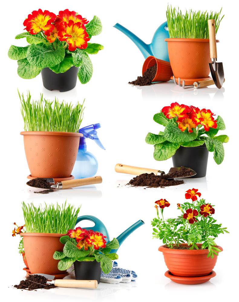 flowers in pots