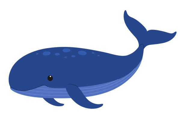 A blue whale