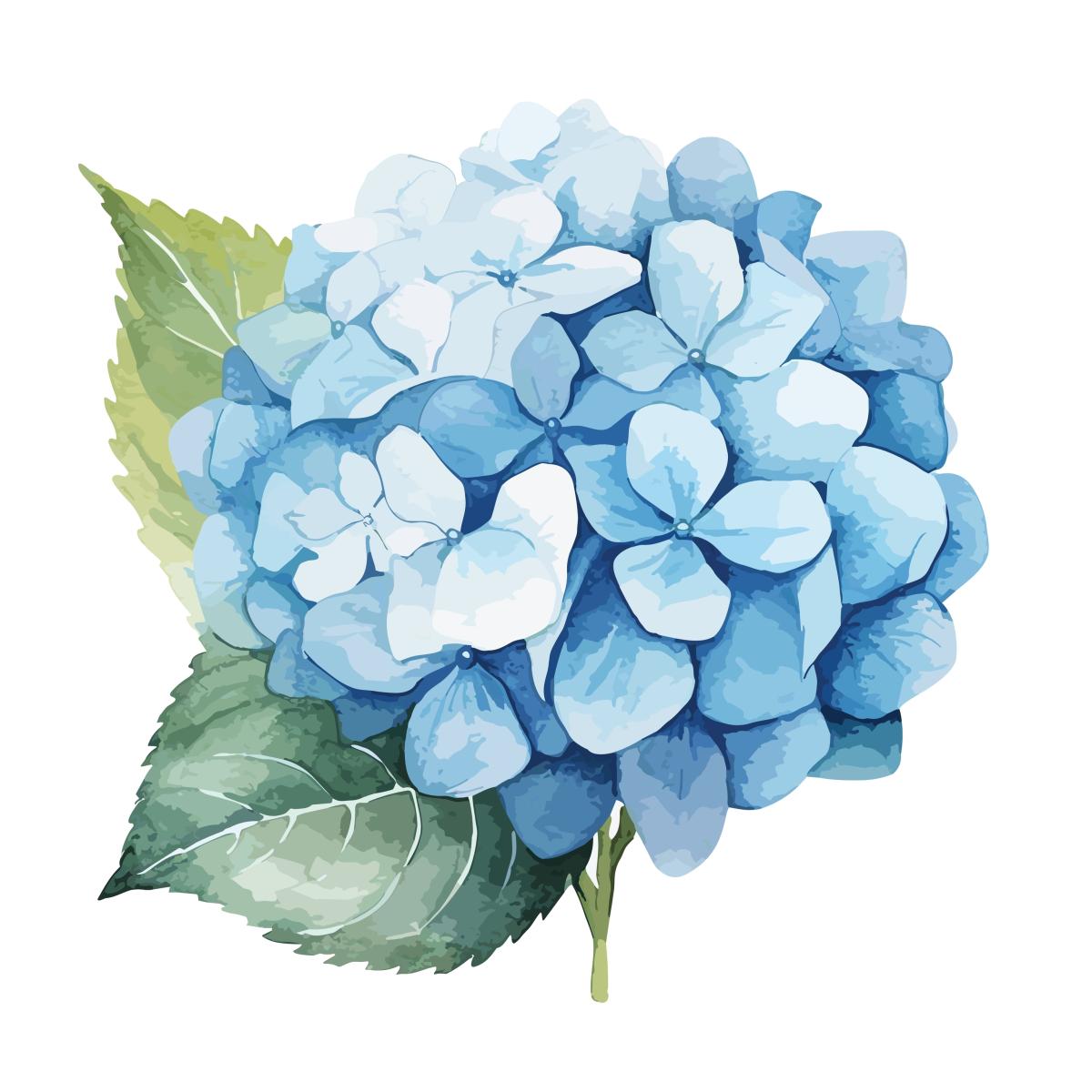 hydrangea